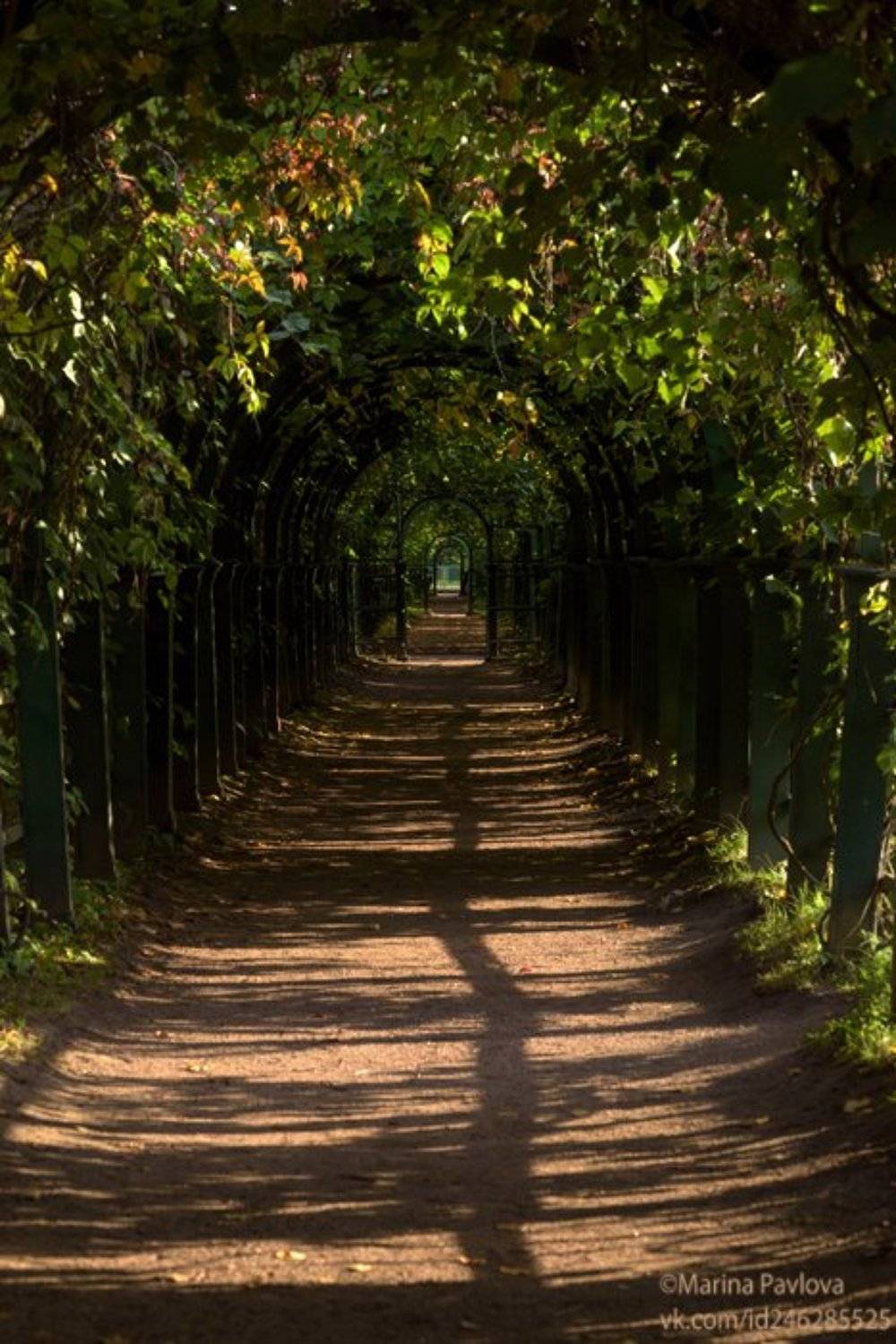 город, петергоф, верхний сад, фонтаны,лето, nikon, Марина Павлова