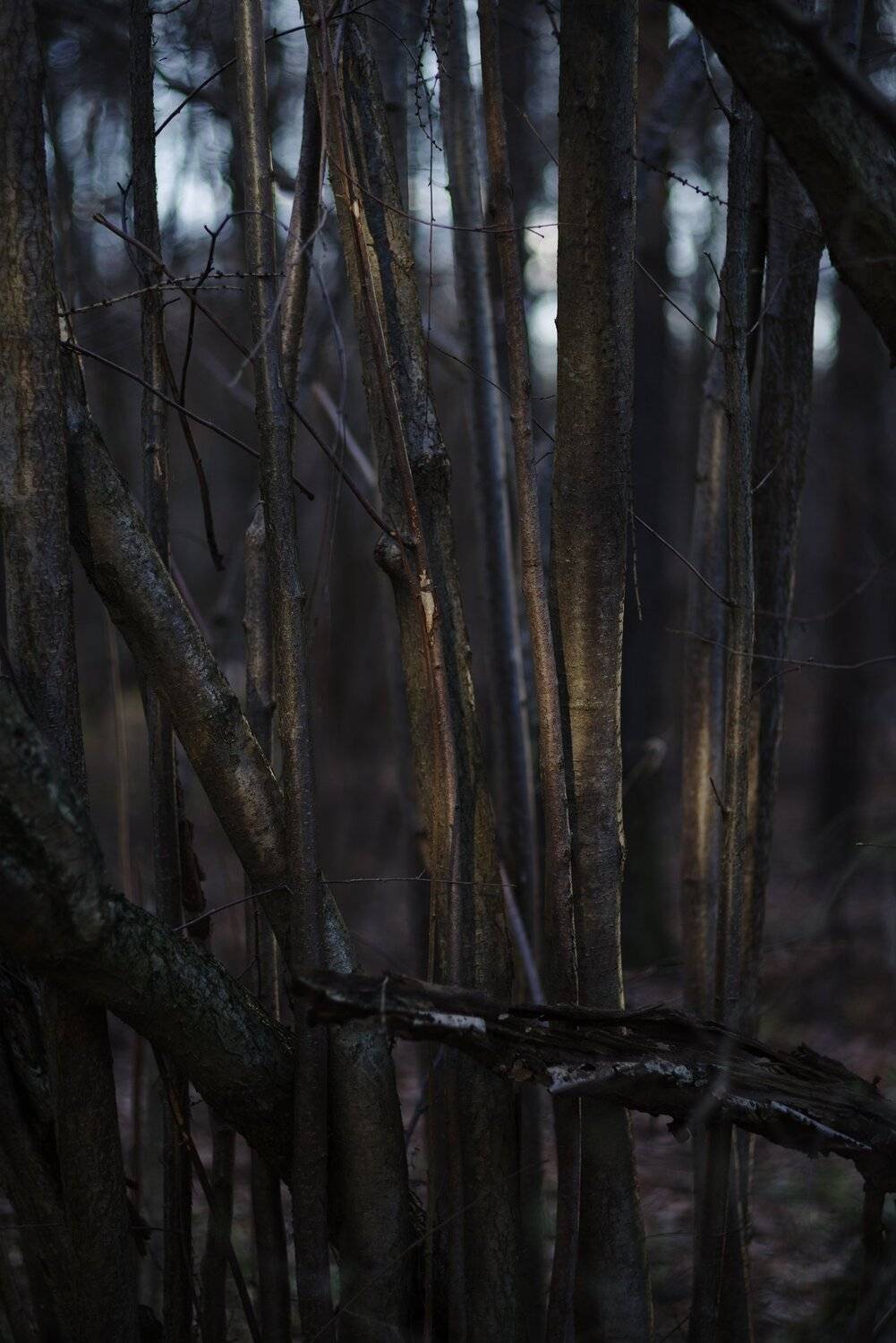 деревья, Алексей Егоров