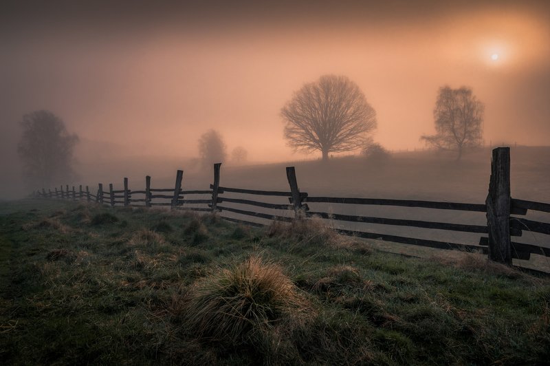 landscape, tree, trees, light, fog, mist, sun, sunrise, nature, meadows, fence, spring,  In the veil of light фото превью