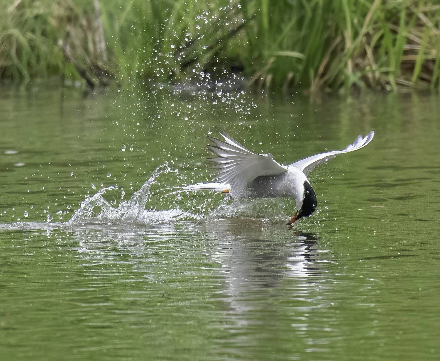 , Константин Дэм