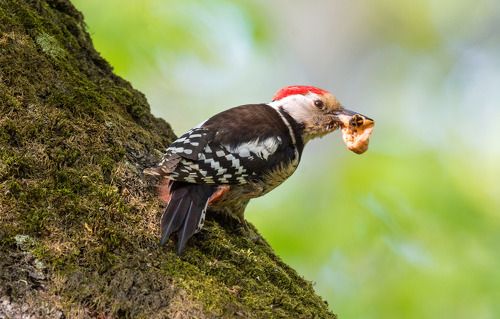 Большому куску и клюв радуется