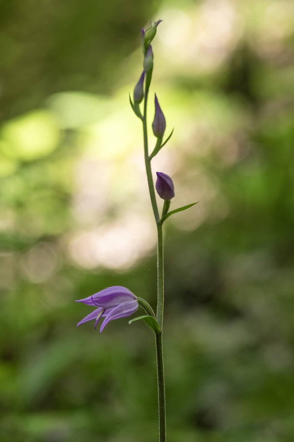 , Александр Земляной
