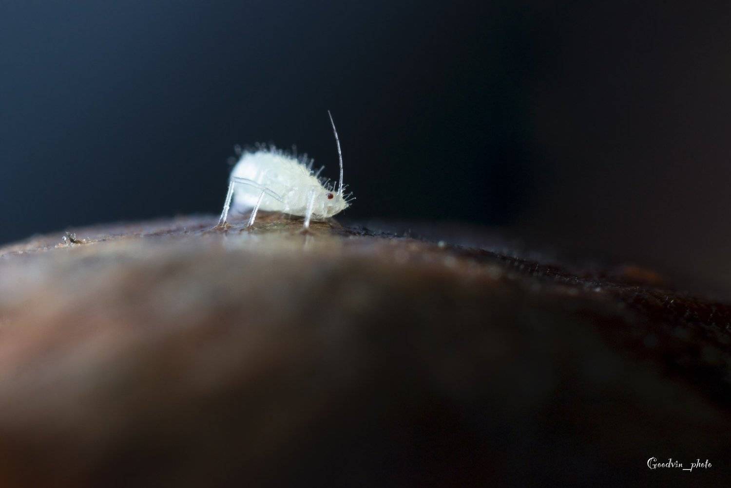 , Людмила Гудина