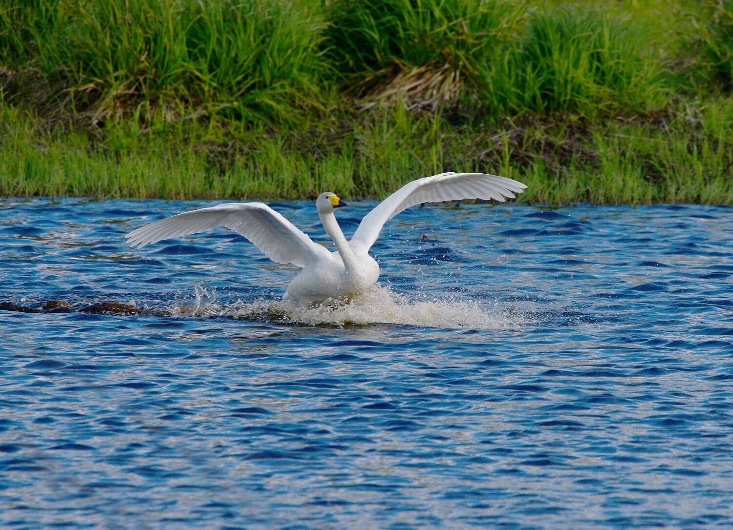 , Михаил Белоусов