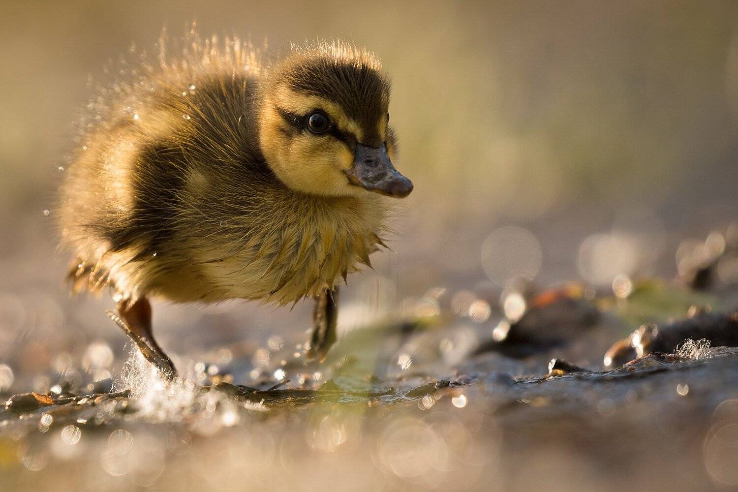 , Robert Adamec