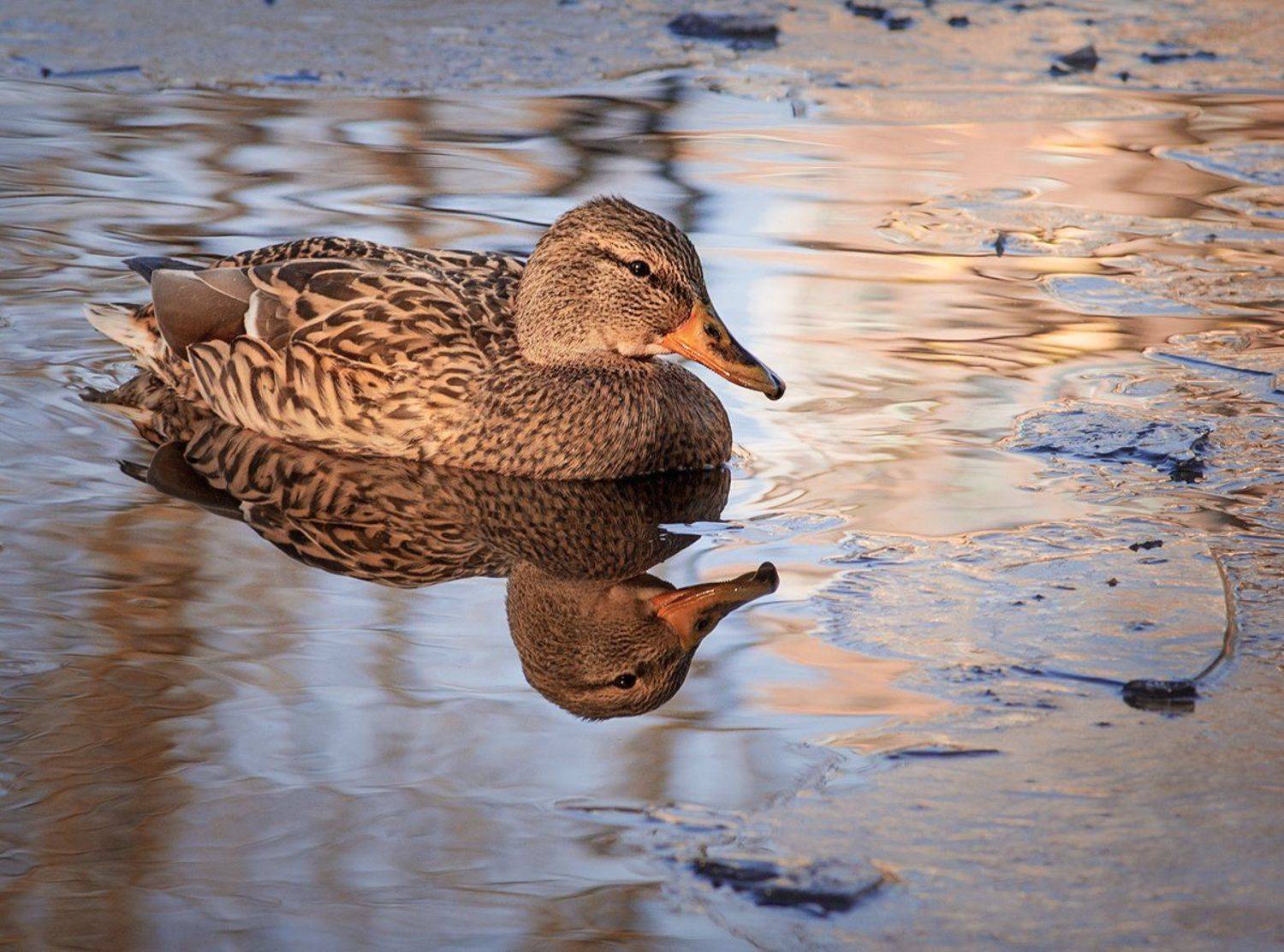 , Татьяна Москальчук