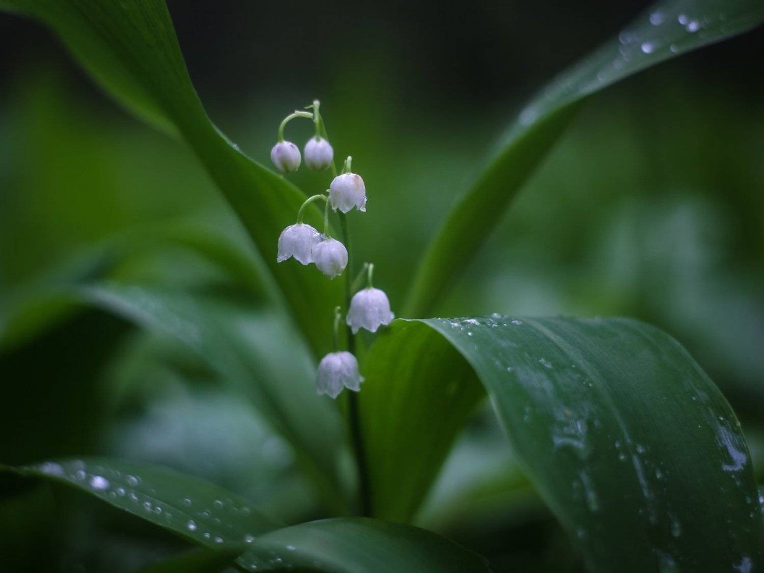 ландыш лес дождь мокро, Дмитрий Алексеев