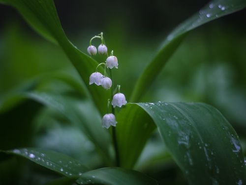 После дождя