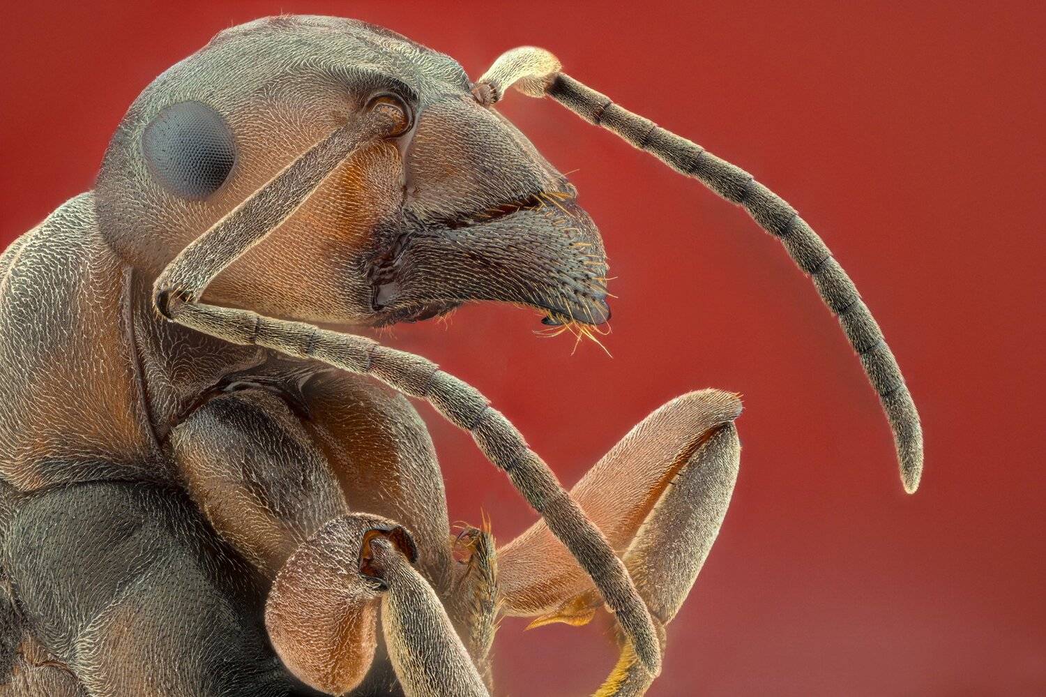 ceclii, macro, nikon z50, Tsvetan Ganev