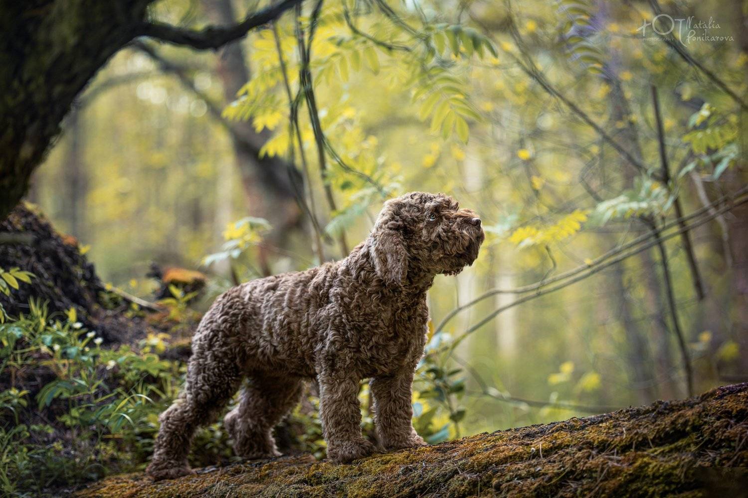 , Наталия Поникарова