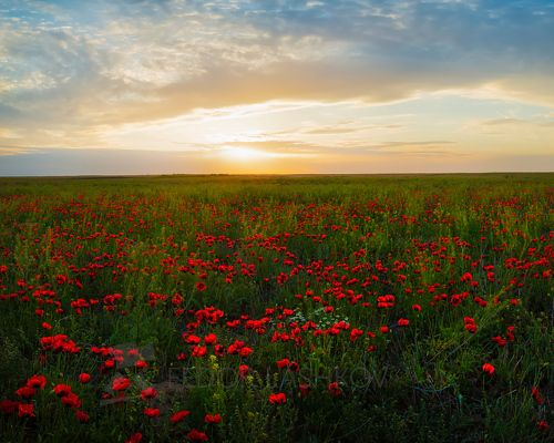 Маки в степи