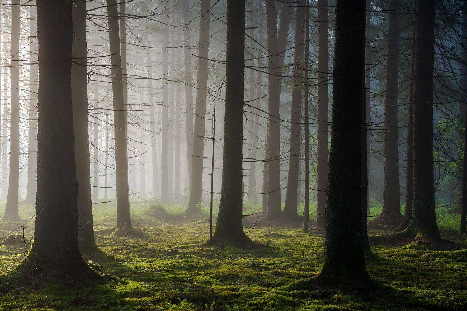 , Руслан Авдевич