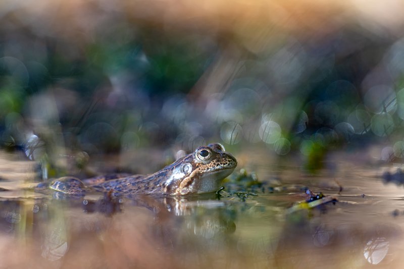 macro, bokeh, vintage lens, nature, frog, fauna Prince фото превью