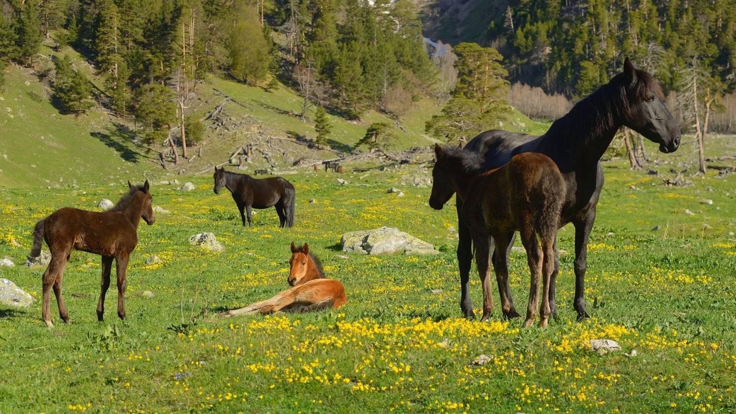 лошадь, конь, горы, Александр Жарников