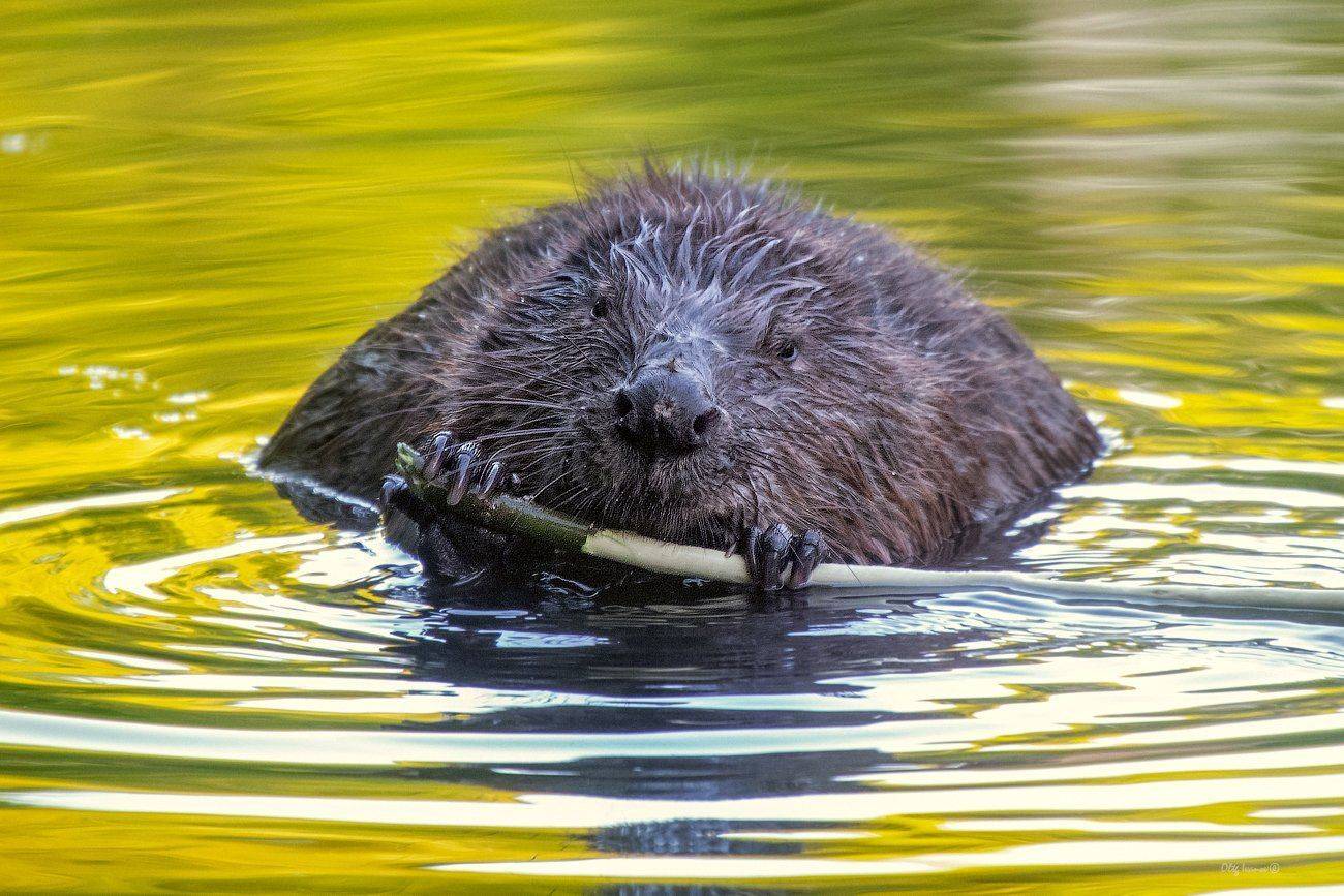 , Олег Иванов