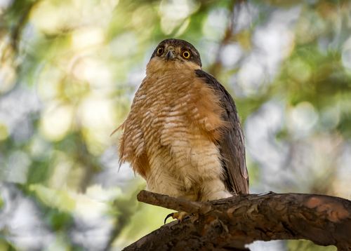 Ястреб перепелятник... (самец)
