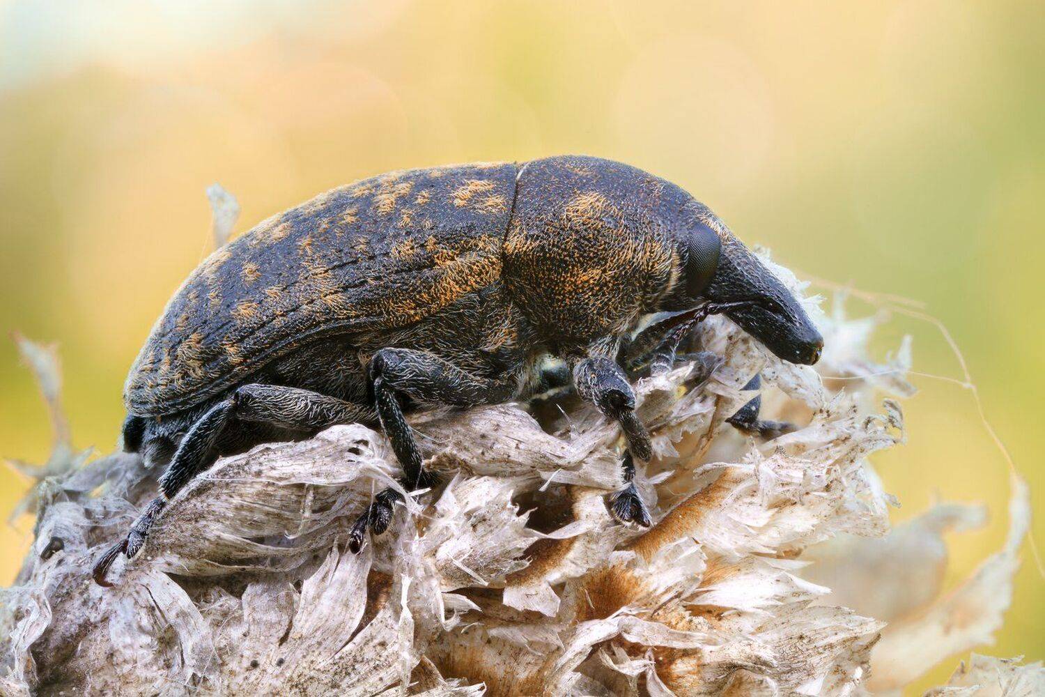 , Кузнецов Дмитрий