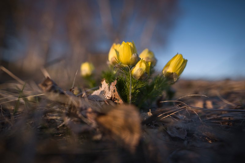 природа, макро, первоцветы, цветы Весенние огоньки фото превью