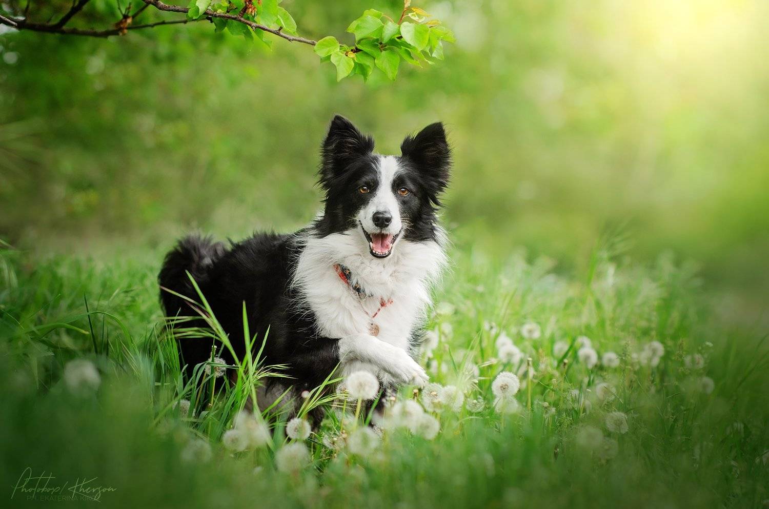 собака, анималистика, природа, весна, портрет, Екатерина Кикоть