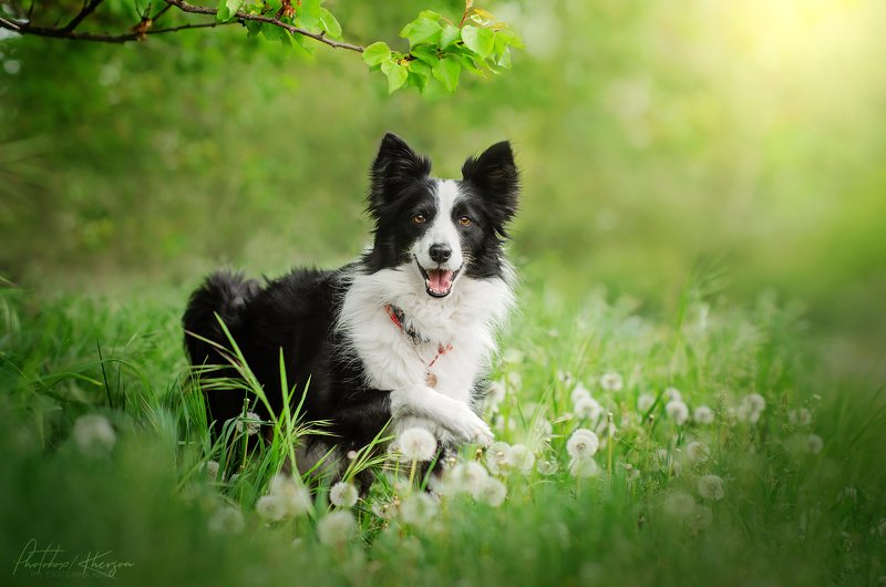 собака, анималистика, природа, весна, портрет Бордер колли фото превью