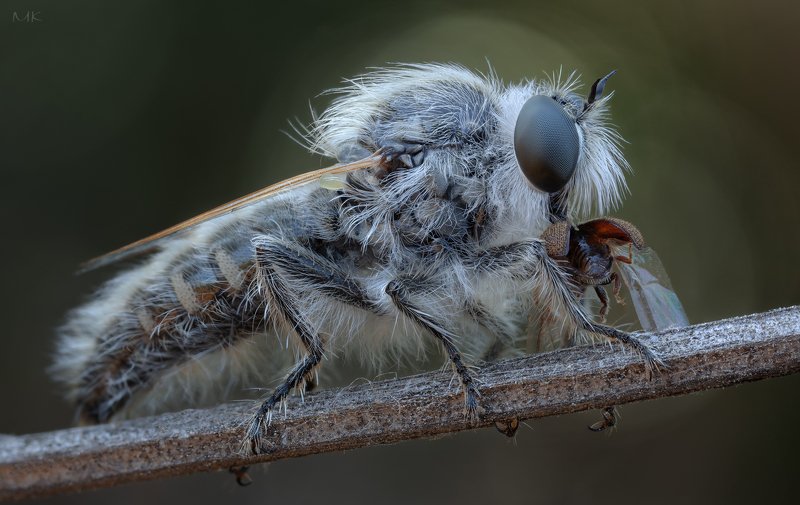 ктырь, robber fly Ктыри на охоте фото превью