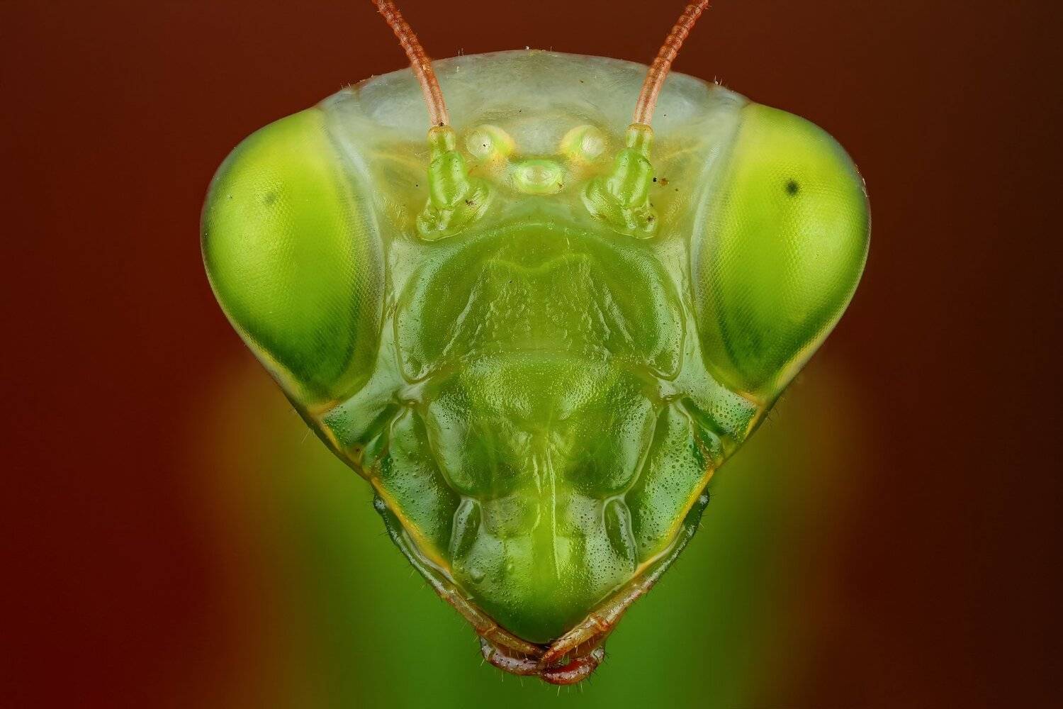 богомол,макро,природа,усы,цвет,глаза,портрет,красный,зеленый, Андрей Шаповалов