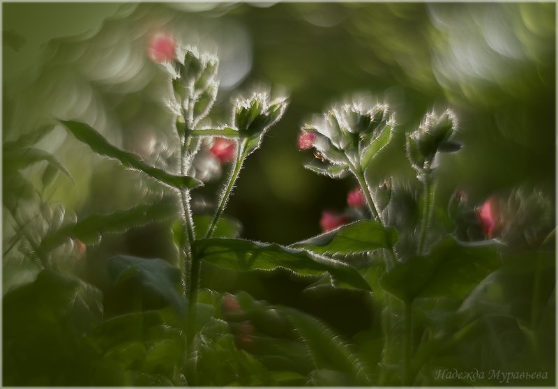 Медуница фото превью