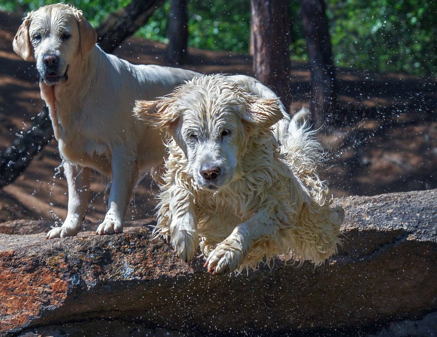 , Олег Богданов