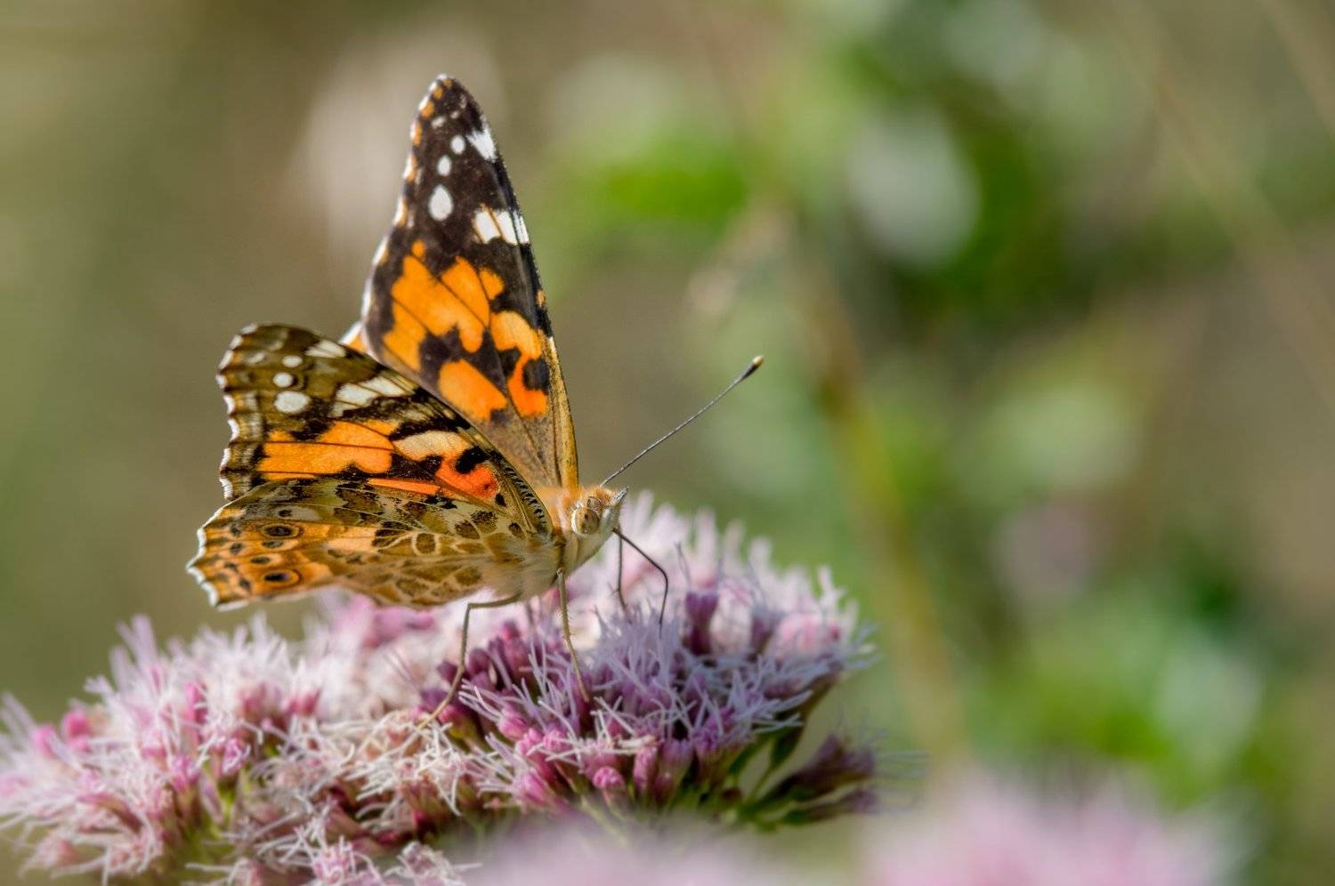, Maciej Werbliński