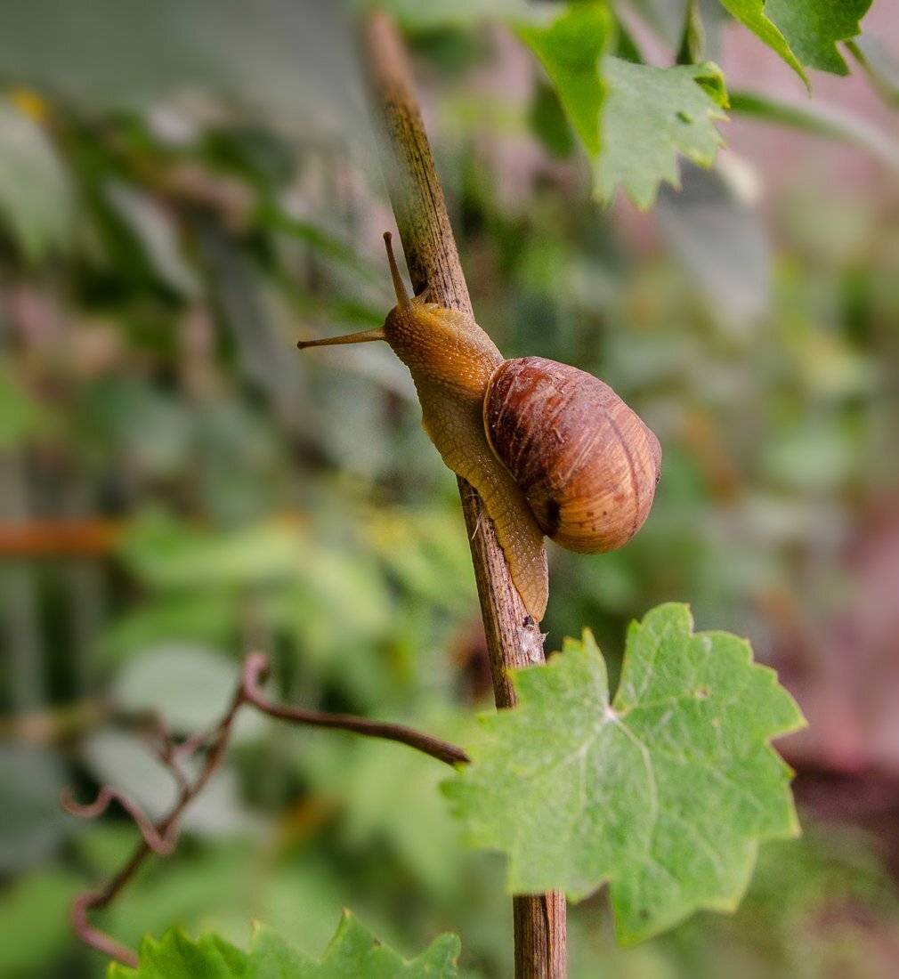 , Александр Хромеев