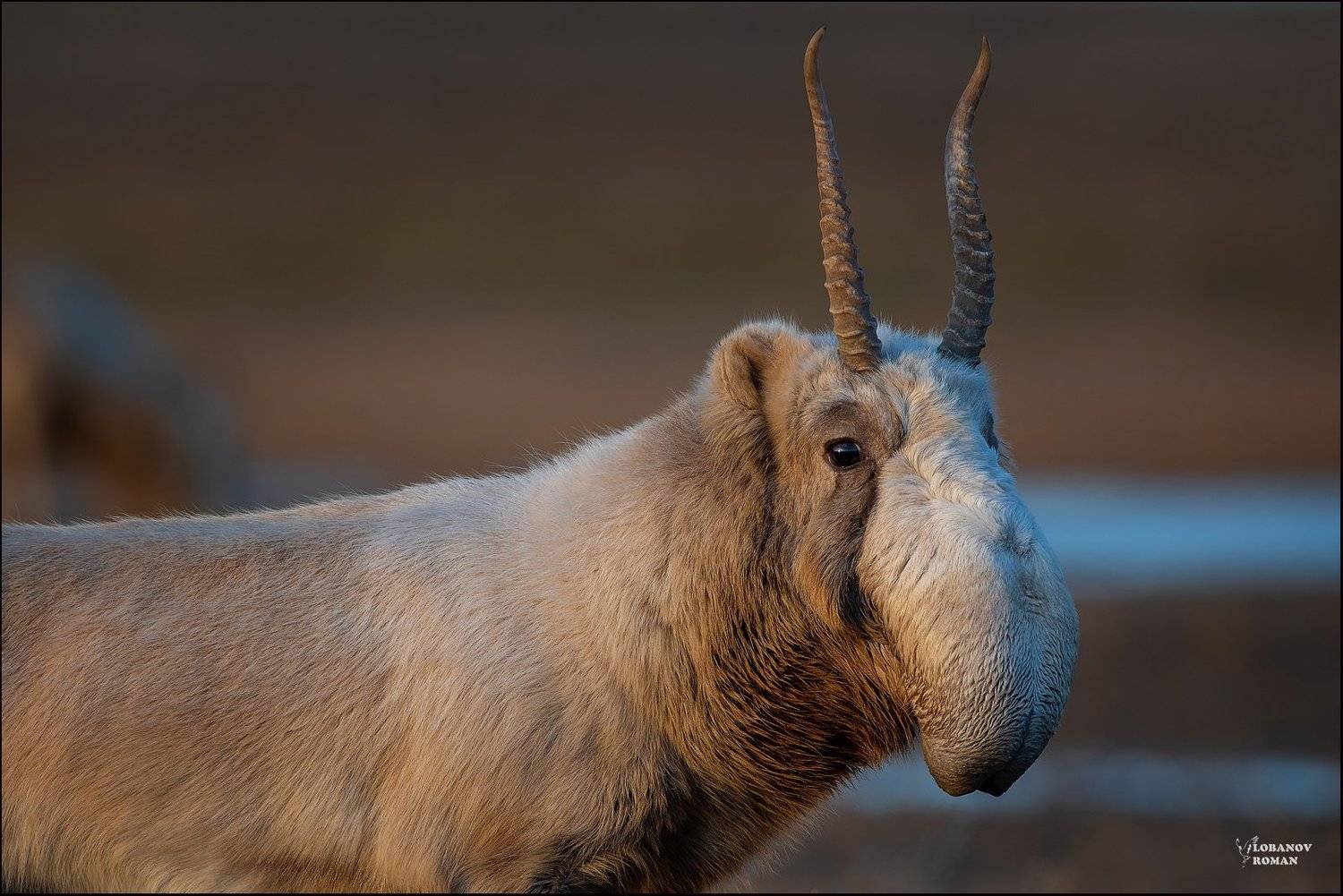 сайгак, заказник, &laquo;степной&raquo;, астраханской, области, лобанов, Lobanov Roman
