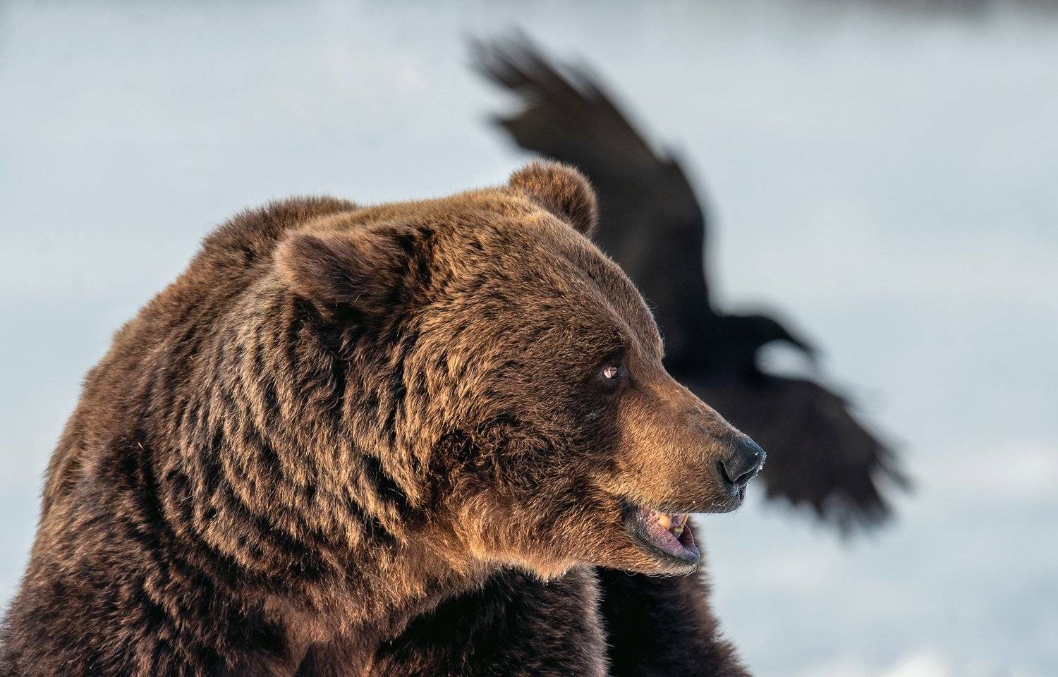 , Сергей Урядников