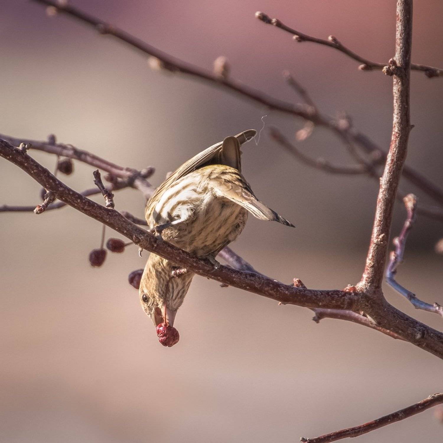 , Илья Данилов