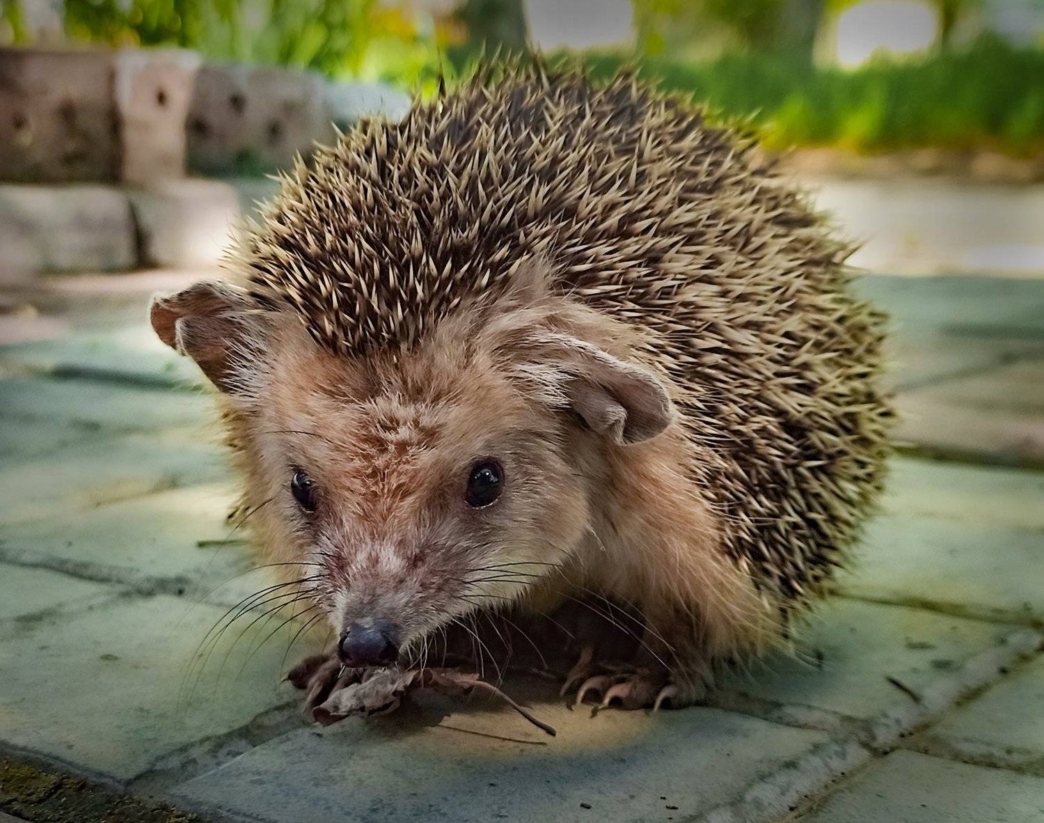 , петр чиков