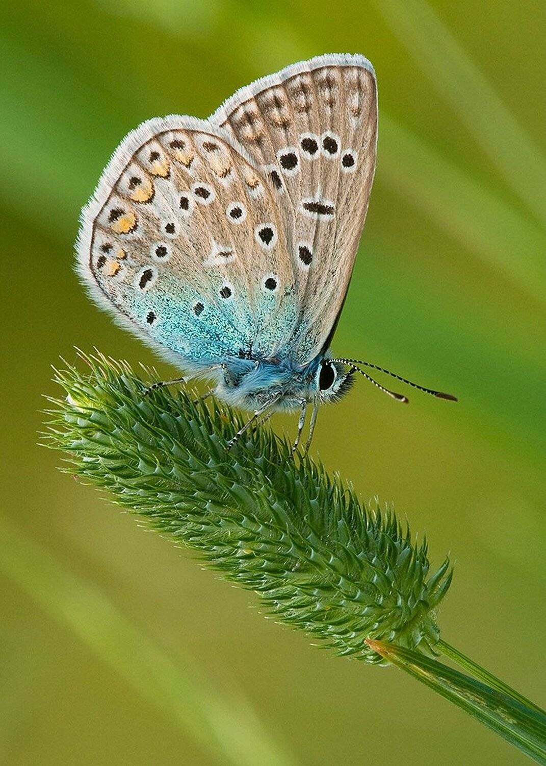 , Robert Adamec