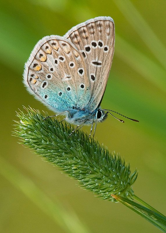 Butterfly фото превью