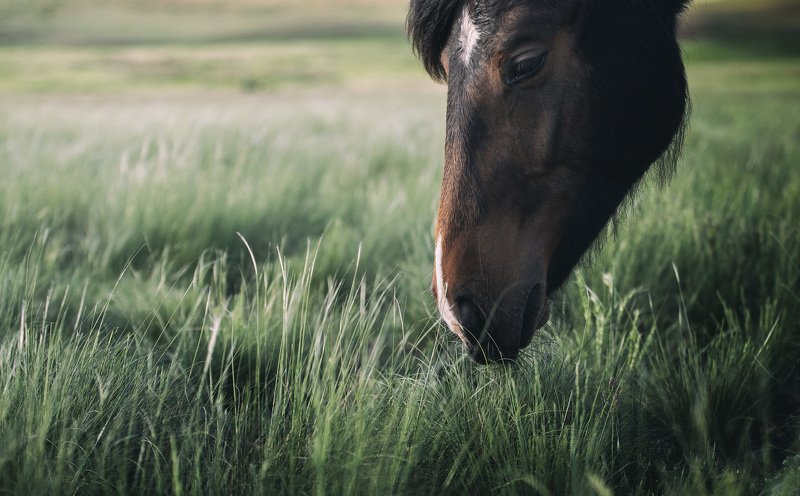 Лошади, кони, пастбище, степь, трава, зелень, Оренбуржье На зелёных просторах фото превью