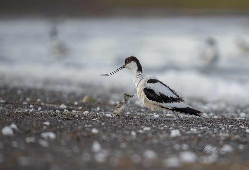 Про шилоклювку. фото превью