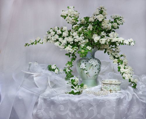 Когда зацветает спирея...