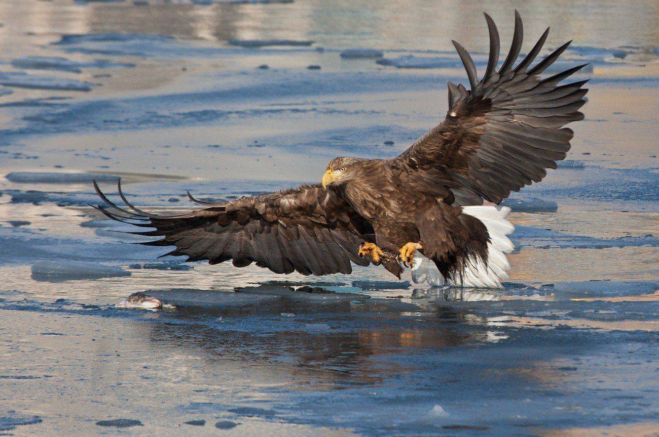 орлан, белохвостый, Евгений Слободской