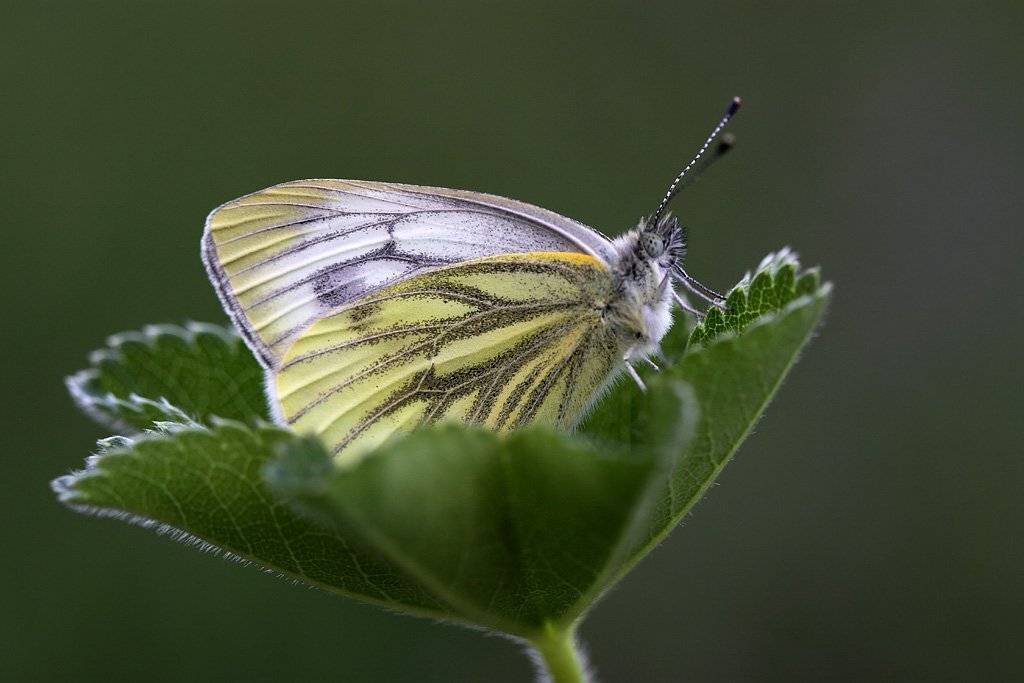 , Сергей Таланов