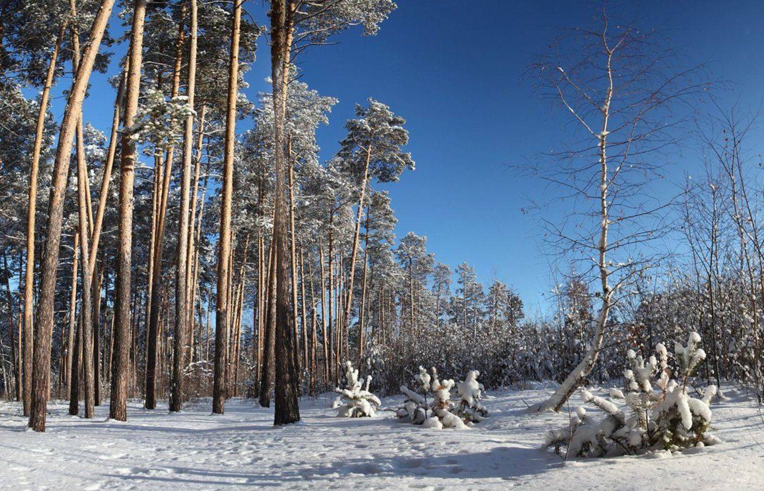 , Артем Кодолов