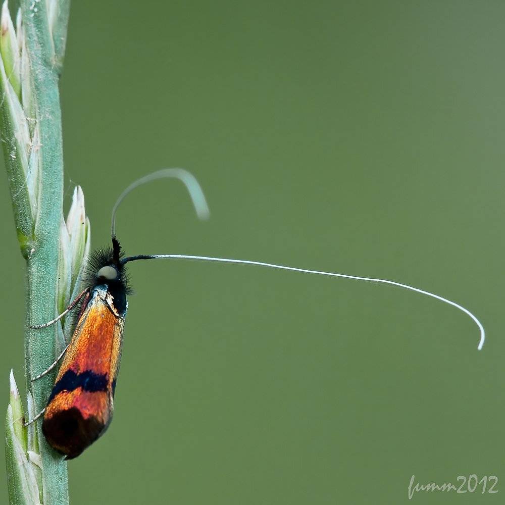 , Игорь ФУММ