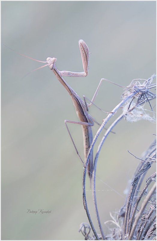 Песнь уходящему лету. фото превью