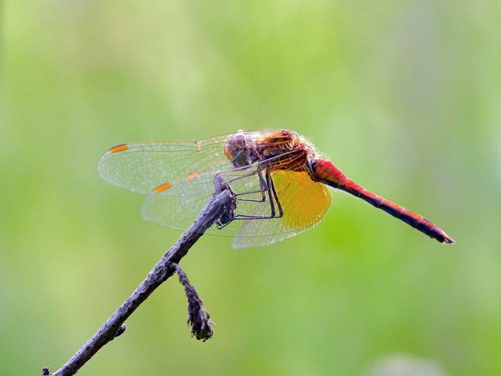 macro, closeup, insect, макро, насекомые, gnilenkov, Alexey Gnilenkov
