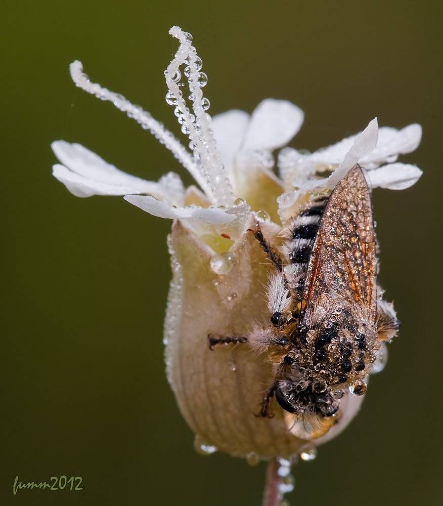 , Игорь ФУММ