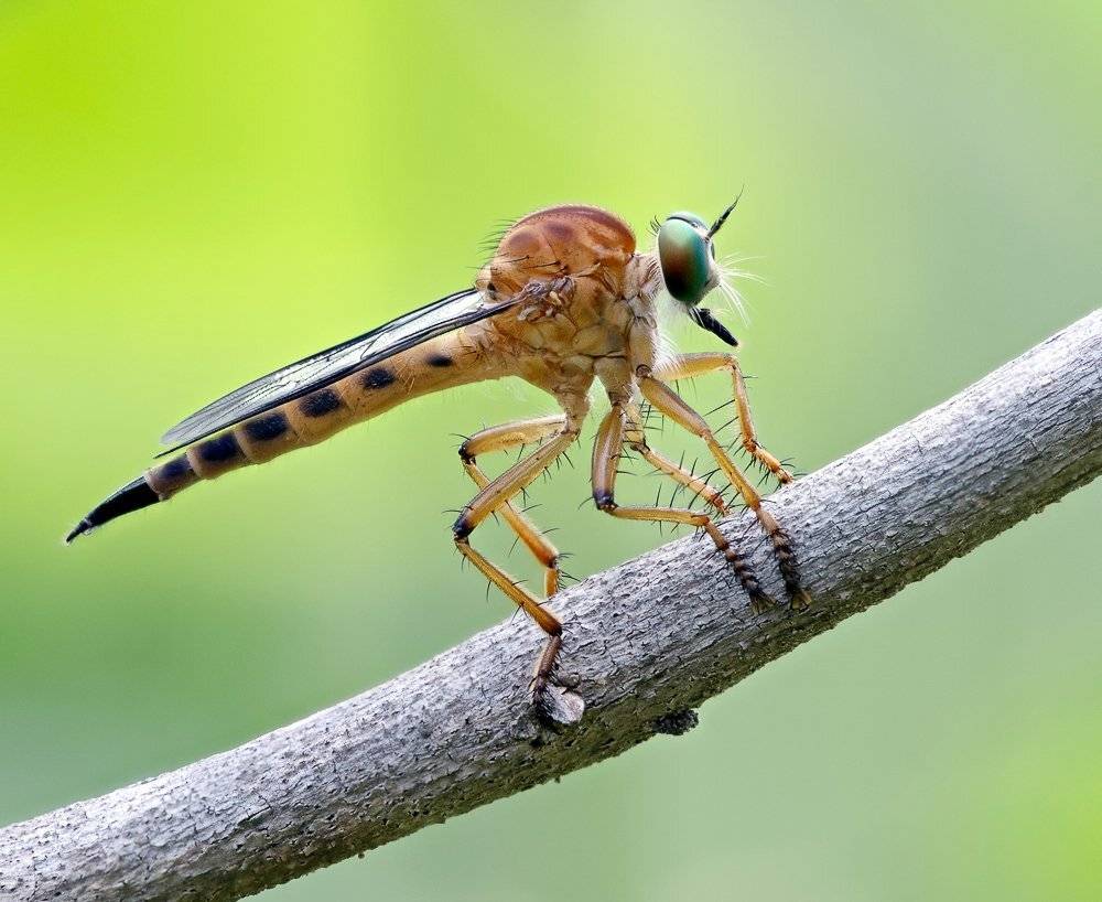 macro, closeup, insect, макро, насекомые, gnilenkov, Alexey Gnilenkov