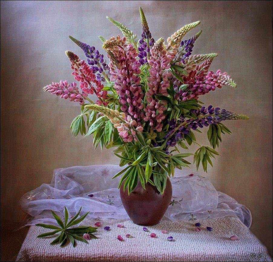 люпин, лето, натюрморт, lupine, summer, still, life, El. G.