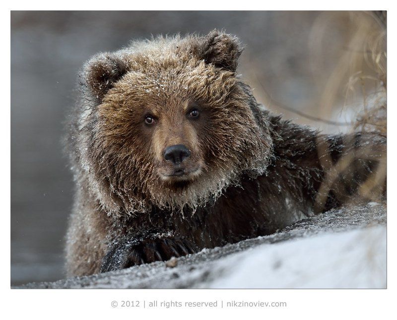 Зима на носу фото превью