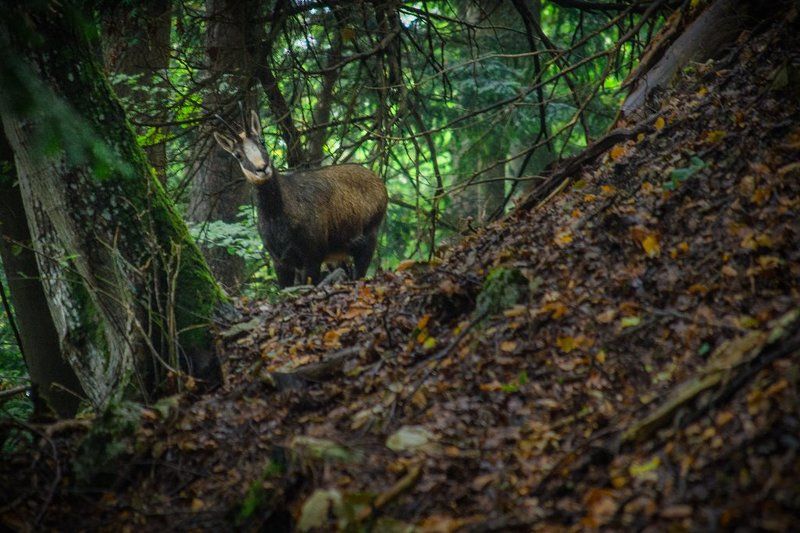 Chamois фото превью